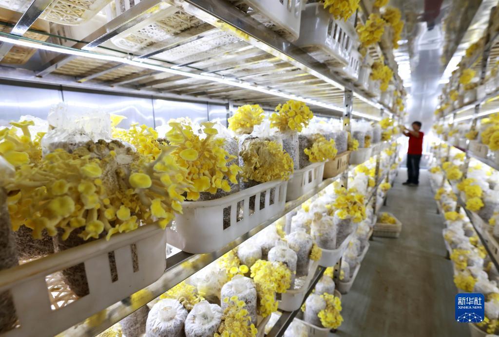 担保菠菜导航